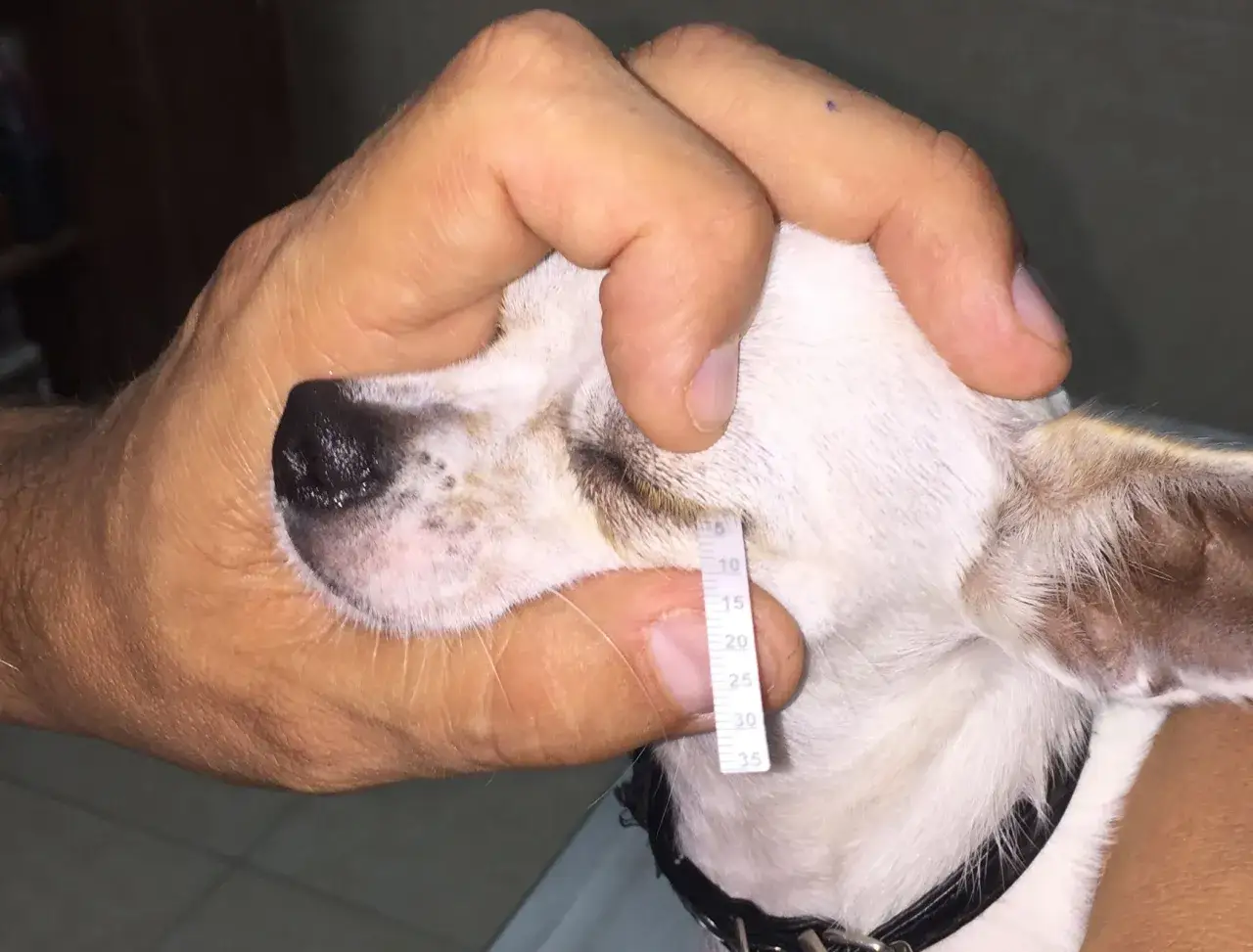 En hand m&auml;ter en liten kcs hunds &ouml;gonlock med en linjal.