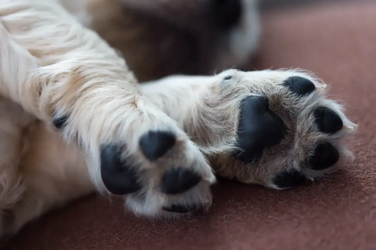 En söt valp vilar sina tassar. En av dem verkar lite öm, kanske en hund haltar lite.