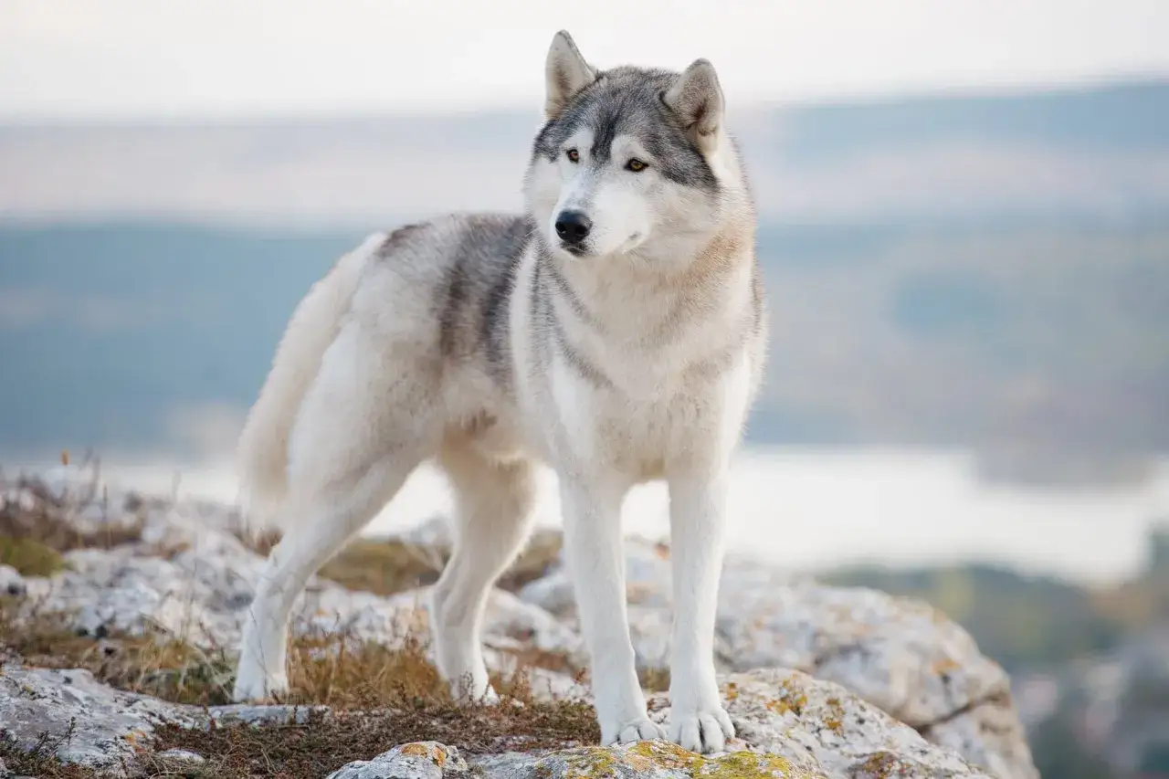 En st&aring;tlig siberian husky st&aring;r p&aring; en klippa med en dimmig bakgrund.