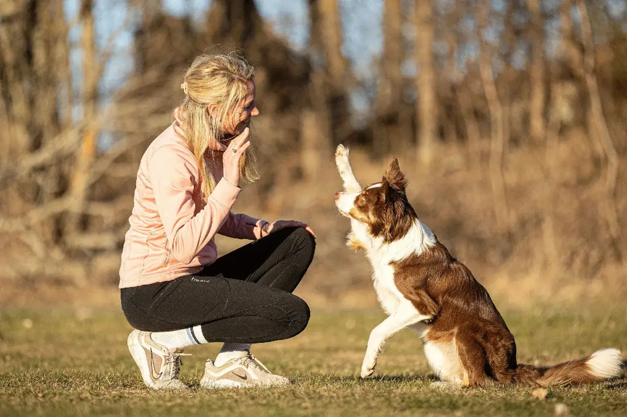 Kvinna tr&auml;nar sin hund med mental tr&auml;ning. Hunden ger tassen och ser glad ut.