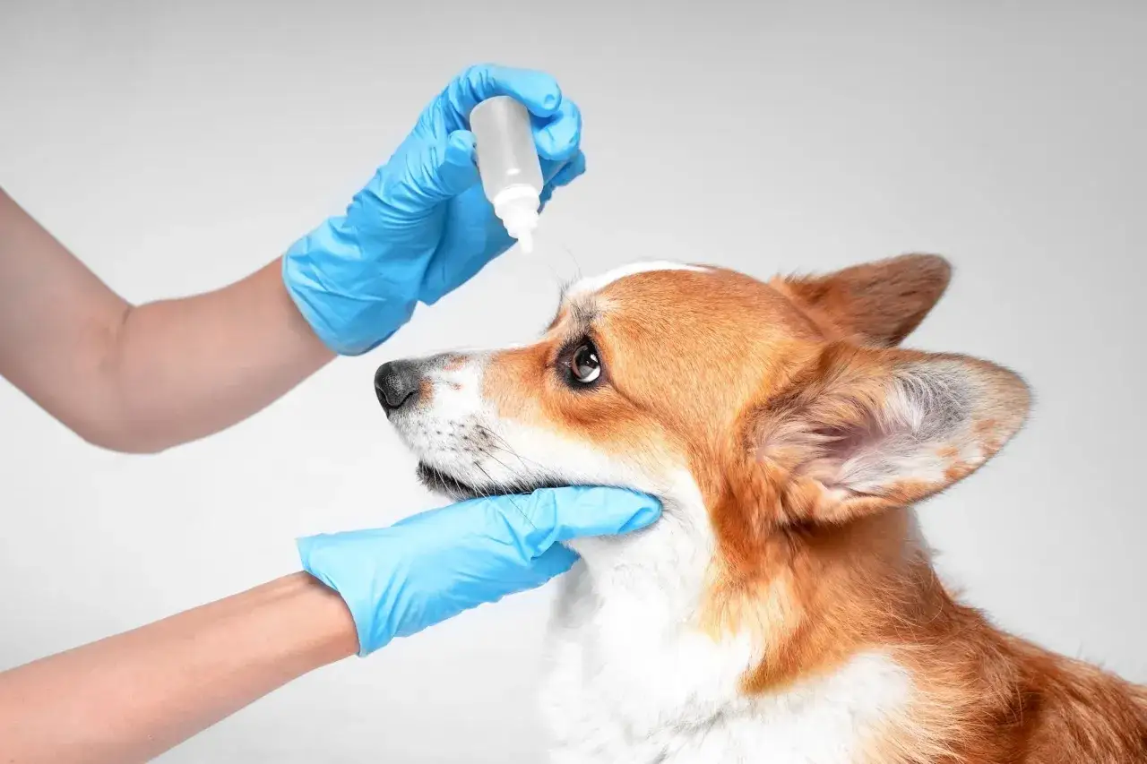En veterin&auml;r ger &ouml;gondroppar till en s&ouml;t corgi. Denna pannus hund beh&ouml;ver lite extra omsorg.