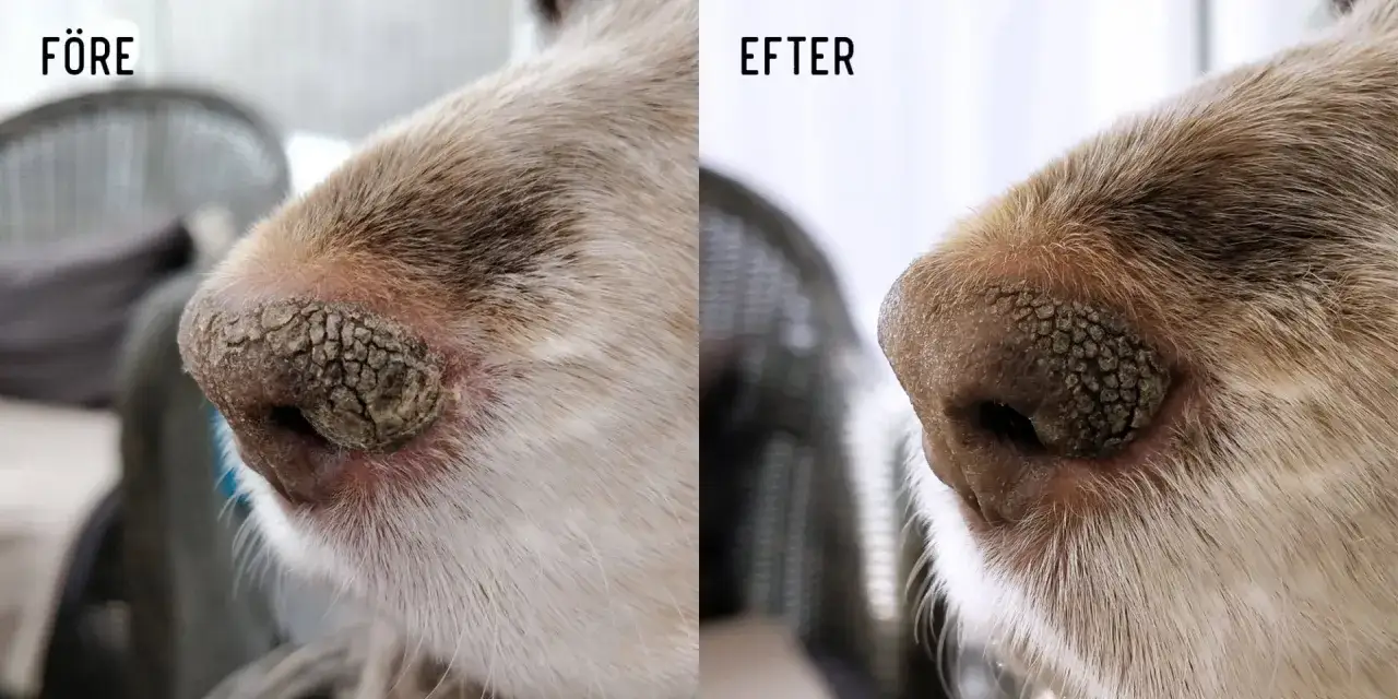 F&ouml;re och efter-bilder p&aring; en hunds nos. F&ouml;re &auml;r en torr, sprucken nos. Efter &auml;r en mjukare, friskare nos.