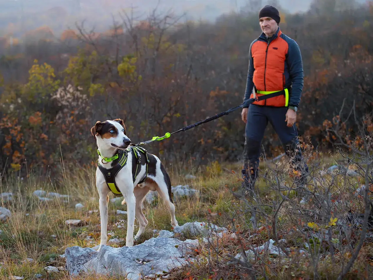 Man och hund redo f&ouml;r en tur med nonstop sele i h&ouml;stlandskapet.
