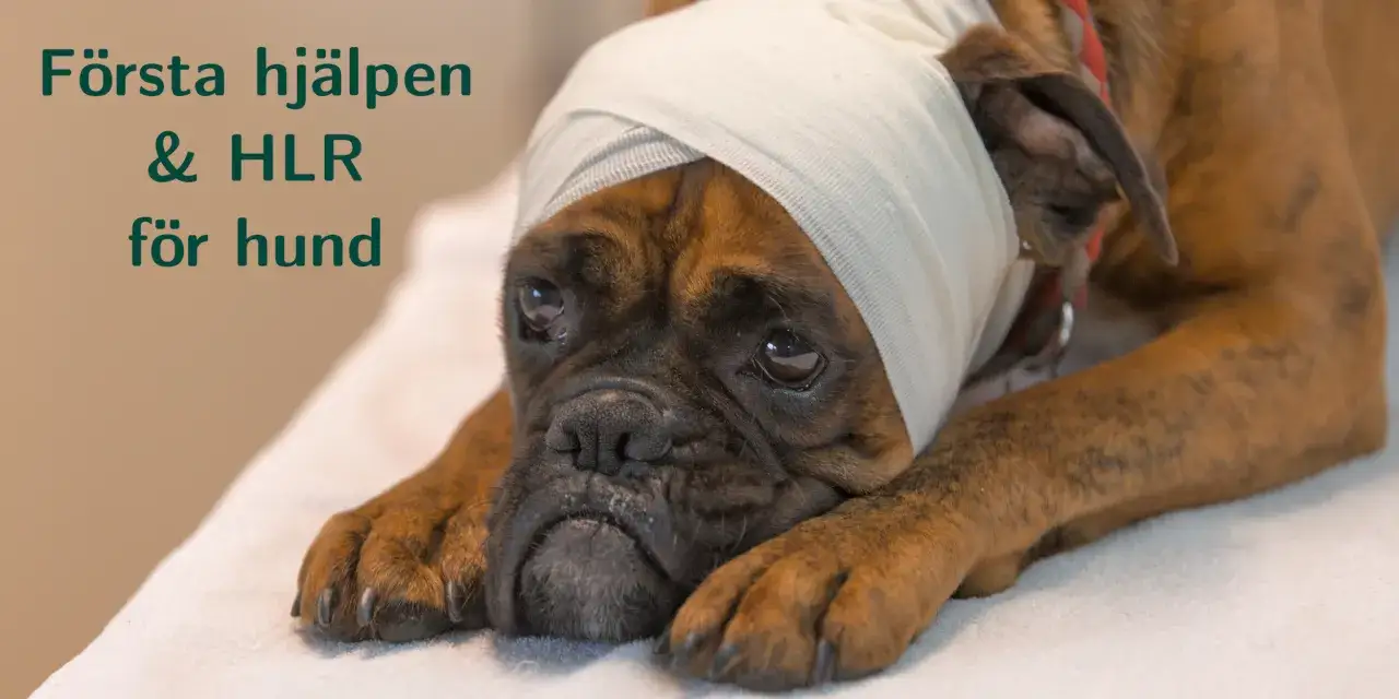 En boxerhund med bandage runt huvudet, redo f&ouml;r f&ouml;rsta hj&auml;lpen & HLR f&ouml;r hund.