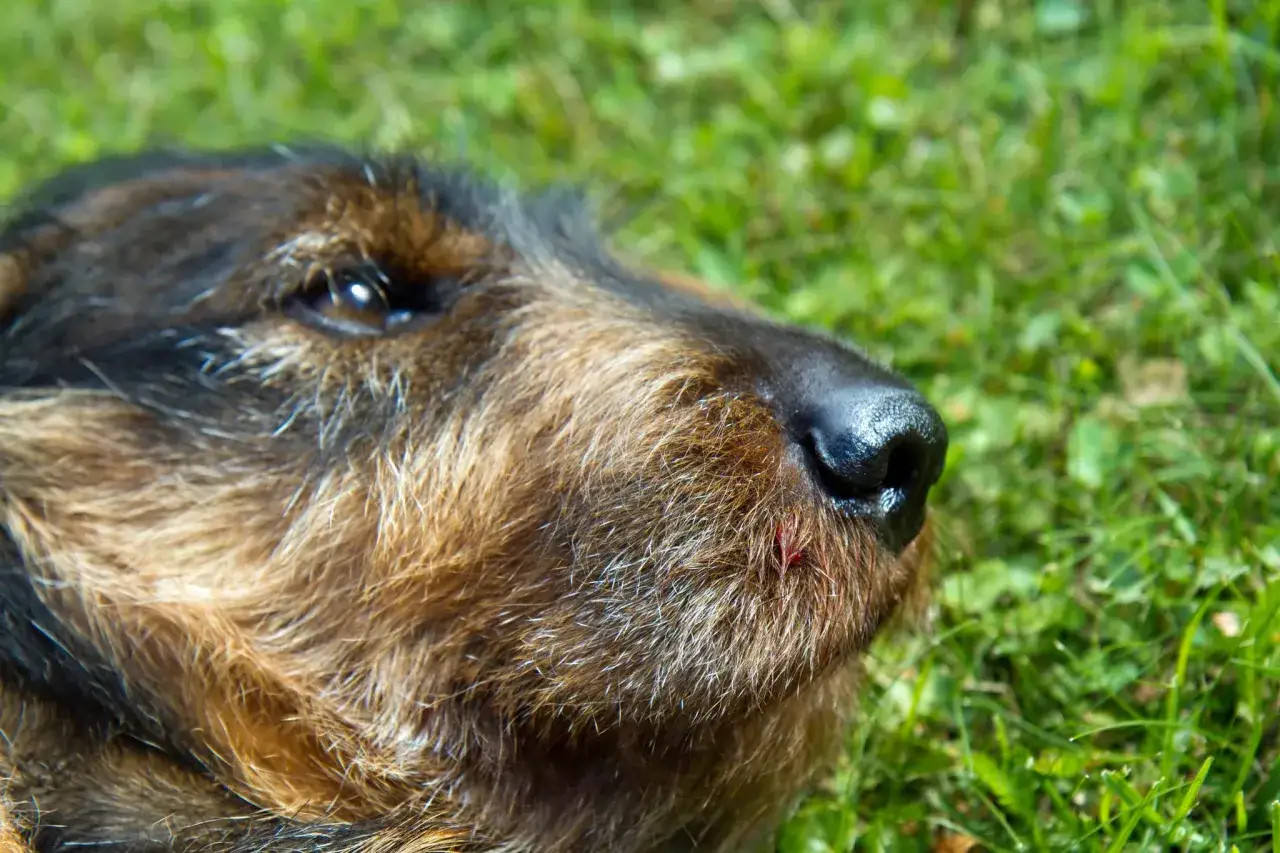 En hund med ett litet s&aring;r p&aring; nosen, kanske efter ett ormbett. Hunden ligger i gr&auml;set.