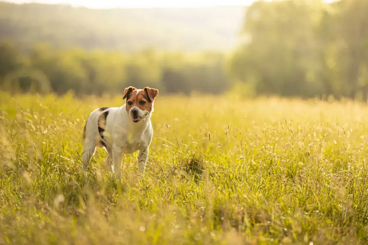 En glad Jack Russell Terrier st&aring;r i ett solbelyst gr&auml;sstr&aring;f&auml;lt, en friskaste hundrasen redo f&ouml;r &auml;ventyr.