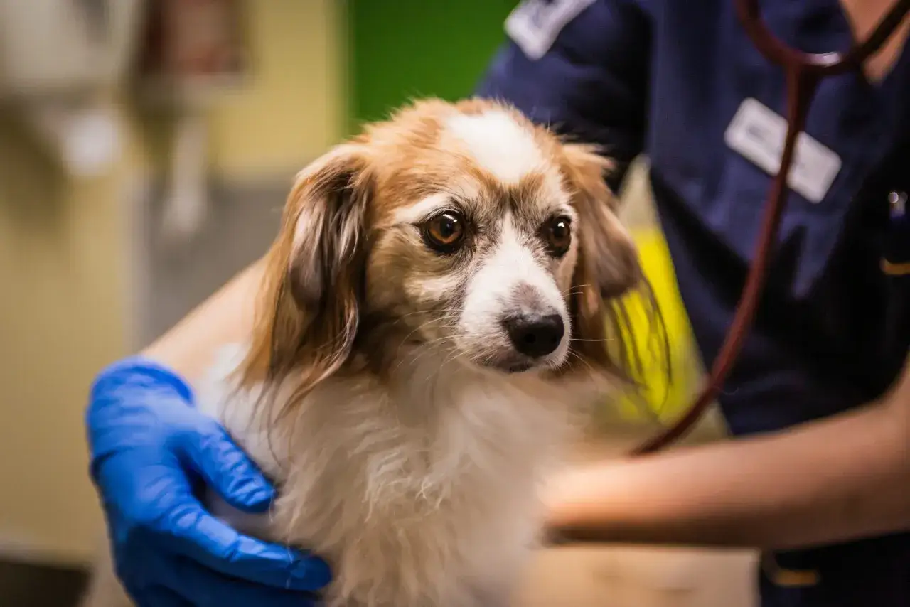 En veterin&auml;r unders&ouml;ker en hund som verkar m&aring; d&aring;ligt, kanske &auml;r det en hund som spyr.