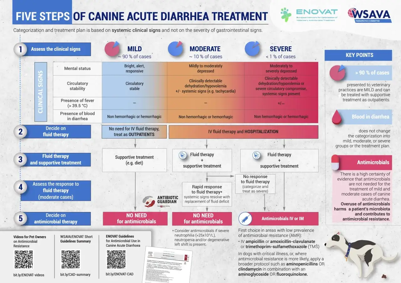 Schema för behandling av akut diarré hos hundvalp. Mild, måttlig och svår diarré beskrivs.