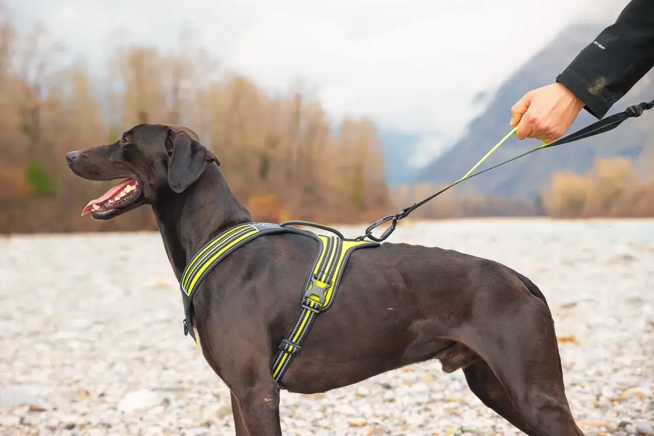 M&ouml;rkbrun hund med gul reflexsele och koppel vid en stenstrand.