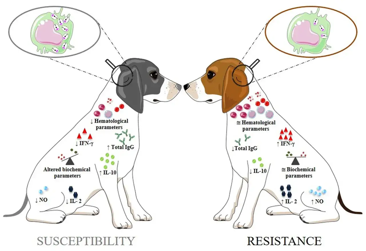 Illustration visar tv&aring; hundar, en mottaglig och en resistent mot leishmania. Visar immunologiska skillnader.
