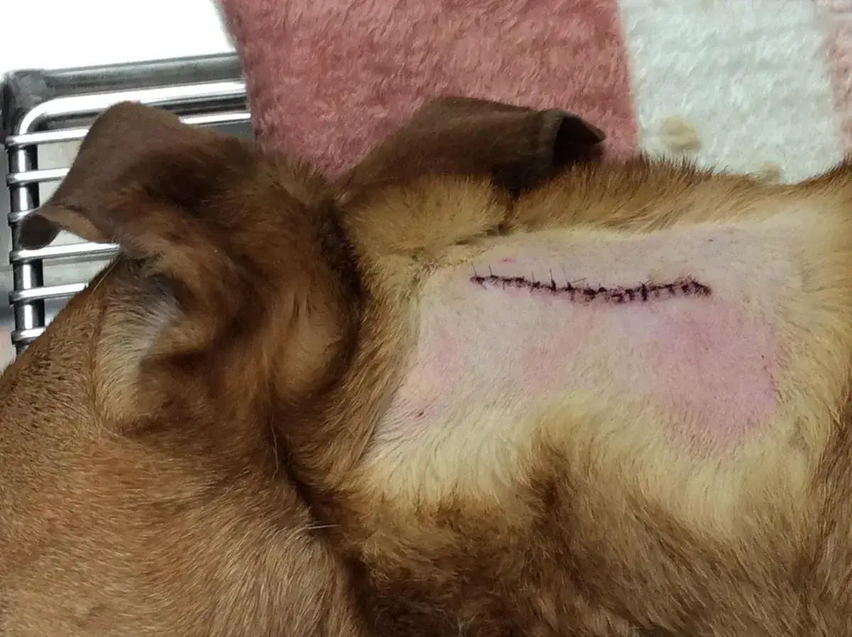 Hund med suturerad hud efter borttagning av neoplasi.