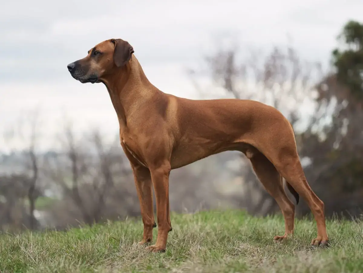 En st&aring;tlig rhodesian ridgeback st&aring;r p&aring; en gr&auml;skl&auml;dd kulle, med blicken f&auml;st i fj&auml;rran.