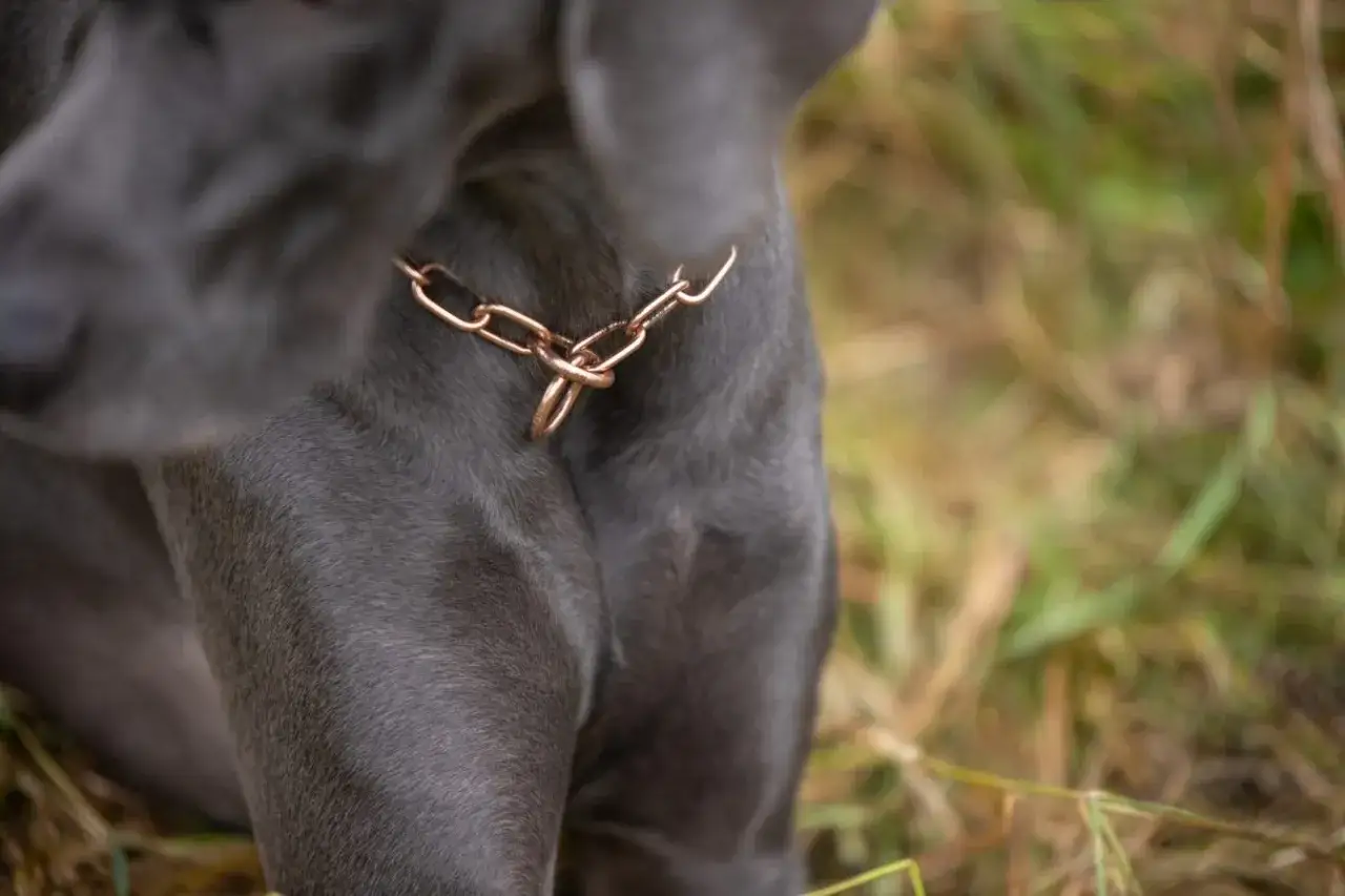 En gr&aring; hund med en kopparf&auml;rgad kedja runt halsen sitter i gr&auml;set.