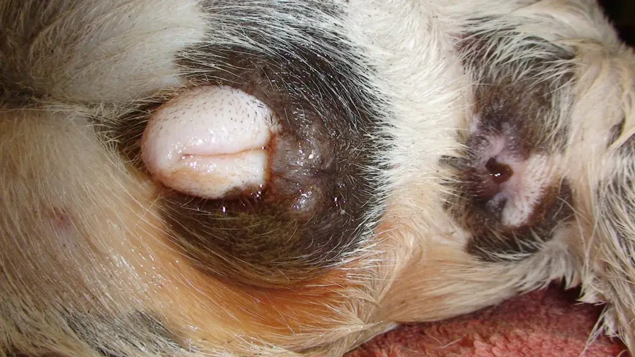 N&auml;rbild p&aring; en hunds bakdel, med fokus p&aring; vulva som visar tecken p&aring; pyometra.