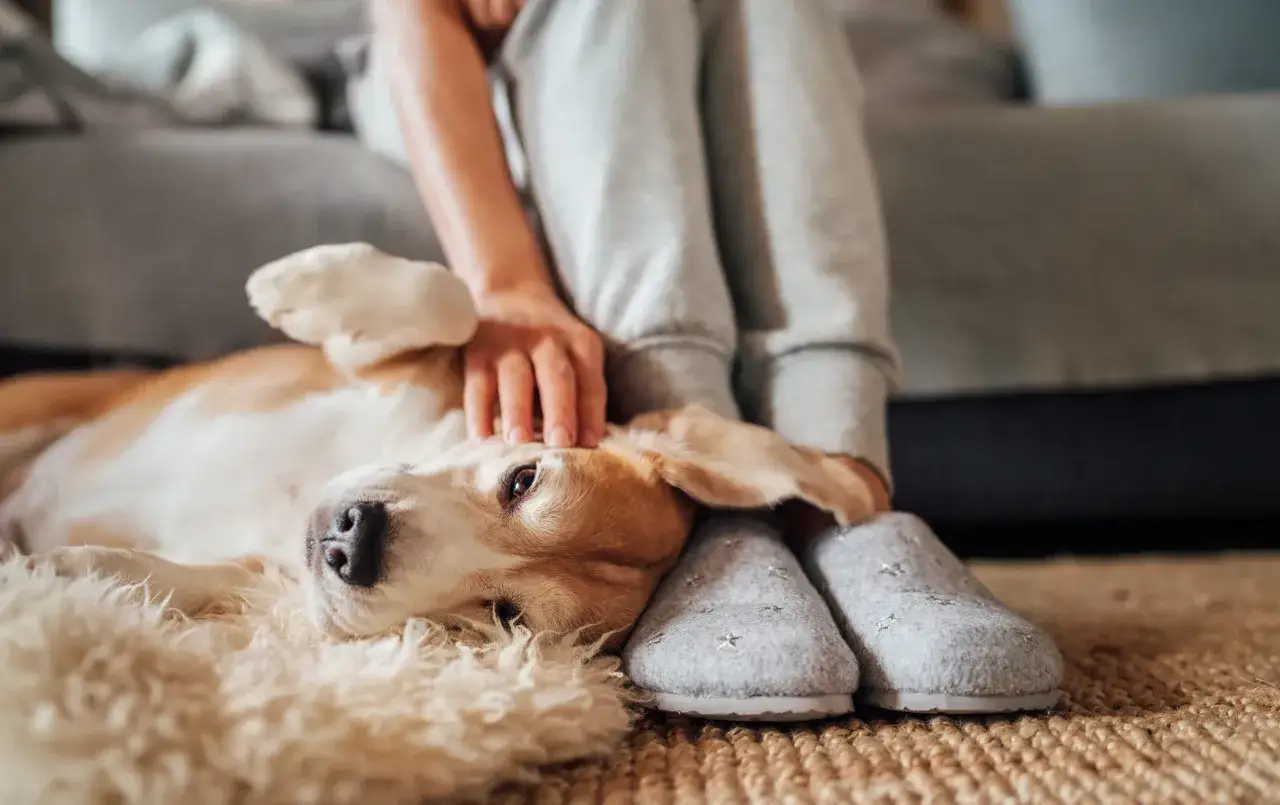 En hund med kennelhosta vilar p&aring; en matta medan en person klappar den.