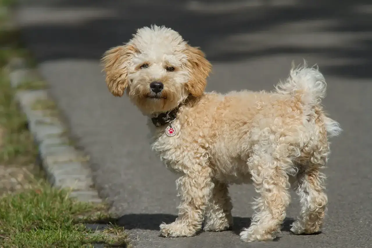 S&ouml;t cavapoo maltipoo vuxen med lockig p&auml;ls st&aring;r p&aring; en asfalterad v&auml;g.