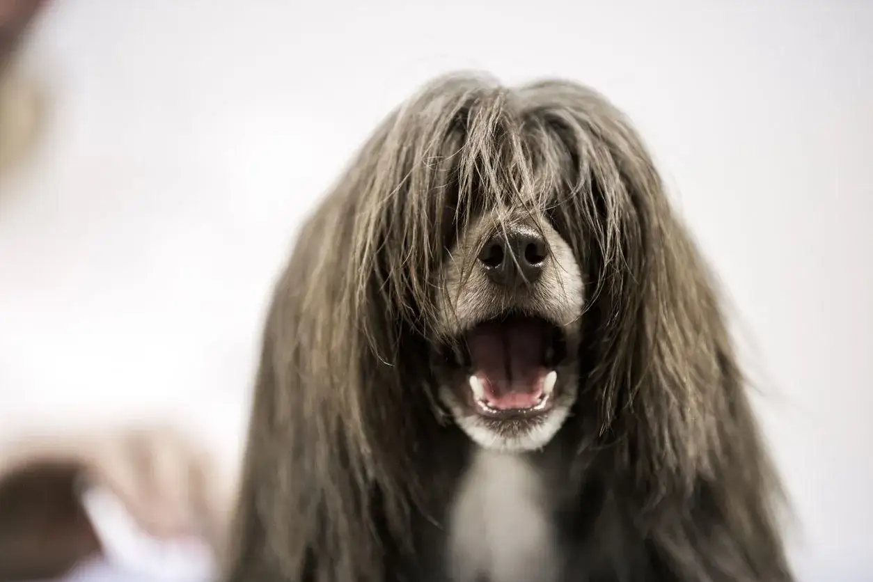 En hund med långt, grått hår som täcker ansiktet, med munnen öppen i ett gäsp. En hypothyreos hund kan ha dessa symtom.