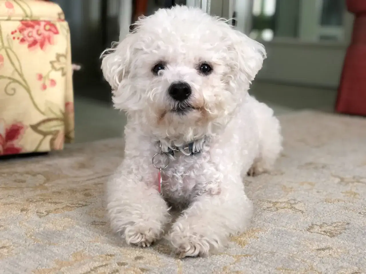 En s&ouml;t bichon fris&eacute;, en av de popul&auml;ra sm&aring; hundraserna, ligger p&aring; en matta.