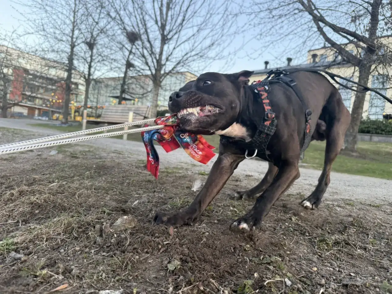 En glad hund drar i sin kampleksak utomhus.
