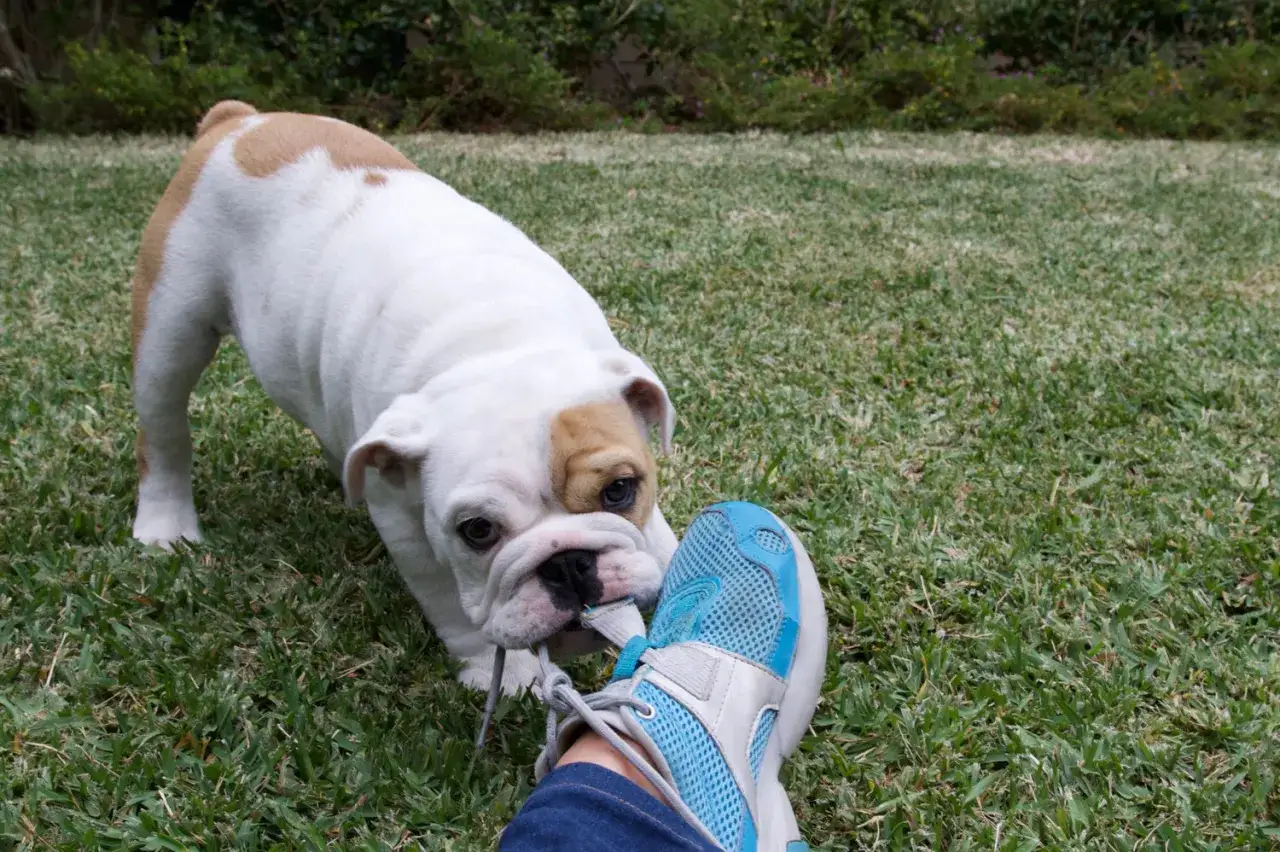 En pica hund, en vit och brun bulldogvalp, tuggar glatt p&aring; skosn&ouml;ret p&aring; en bl&aring; sko.