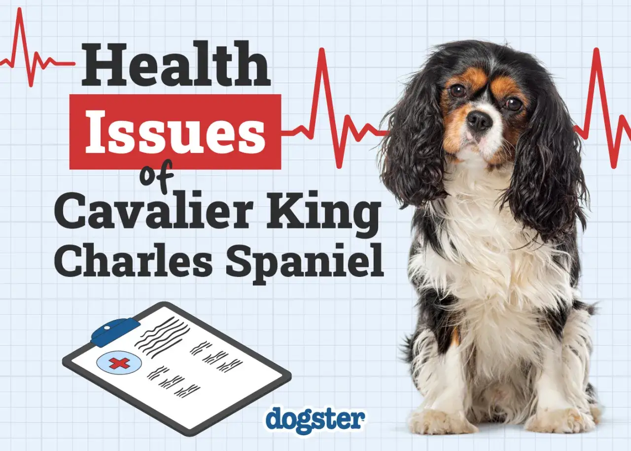 En Cavalier King Charles Spaniel sitter bredvid texten 