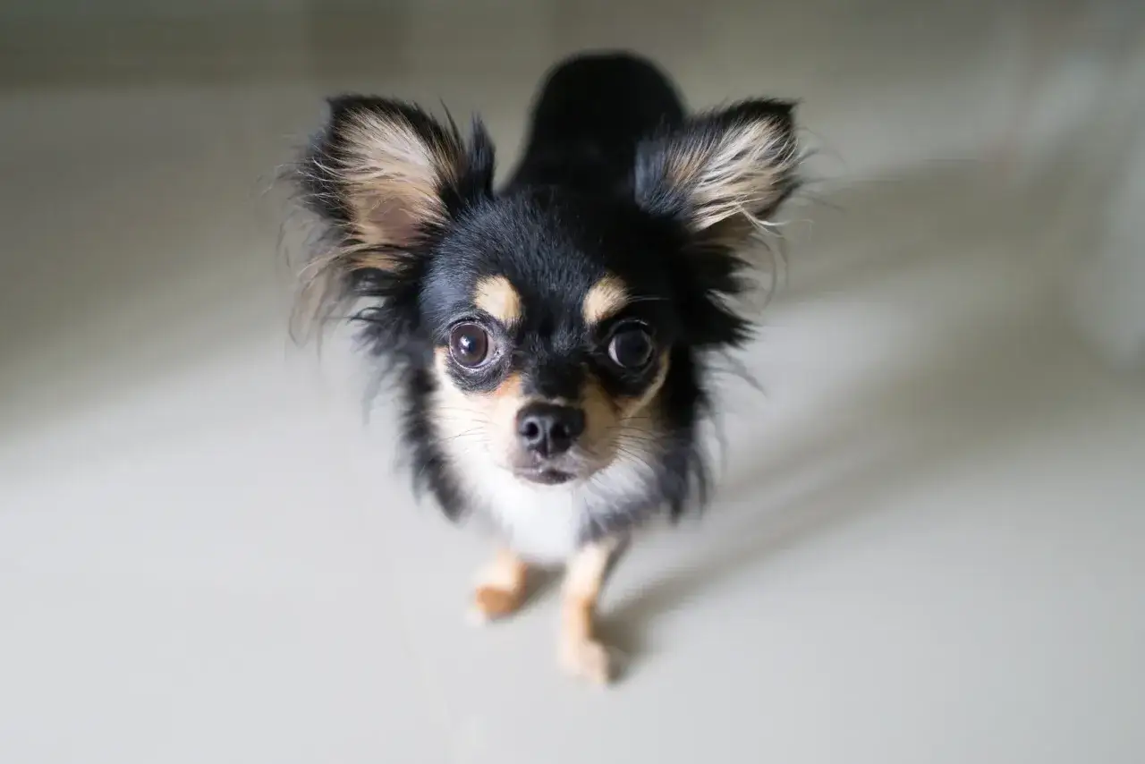 S&ouml;t chihuahua med stora &ouml;ron och nyfiket uttryck, en perfekt illustration av chihuahua psyke.