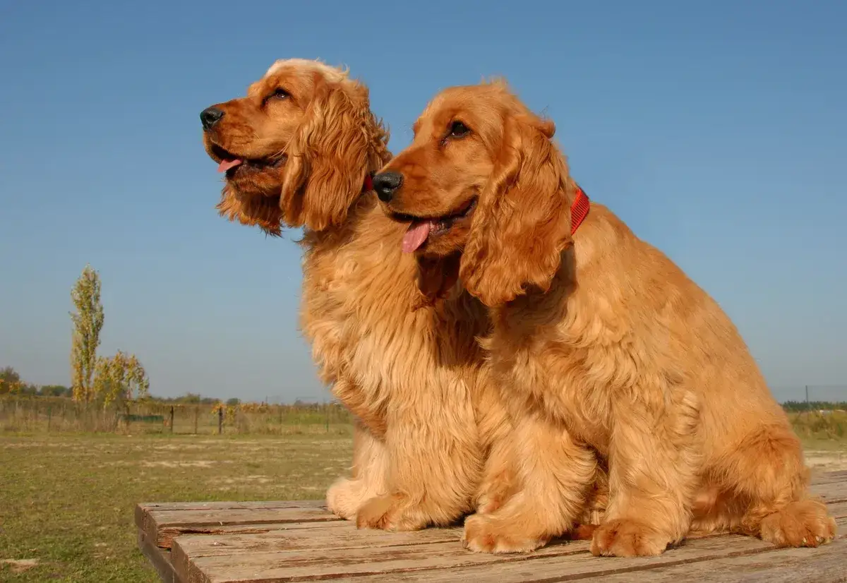 Tv&aring; glada cocker spaniel hundar sitter p&aring; en tr&auml;b&auml;nk. Deras v&auml;nliga cocker spaniel temperament lyser igenom i deras blick.