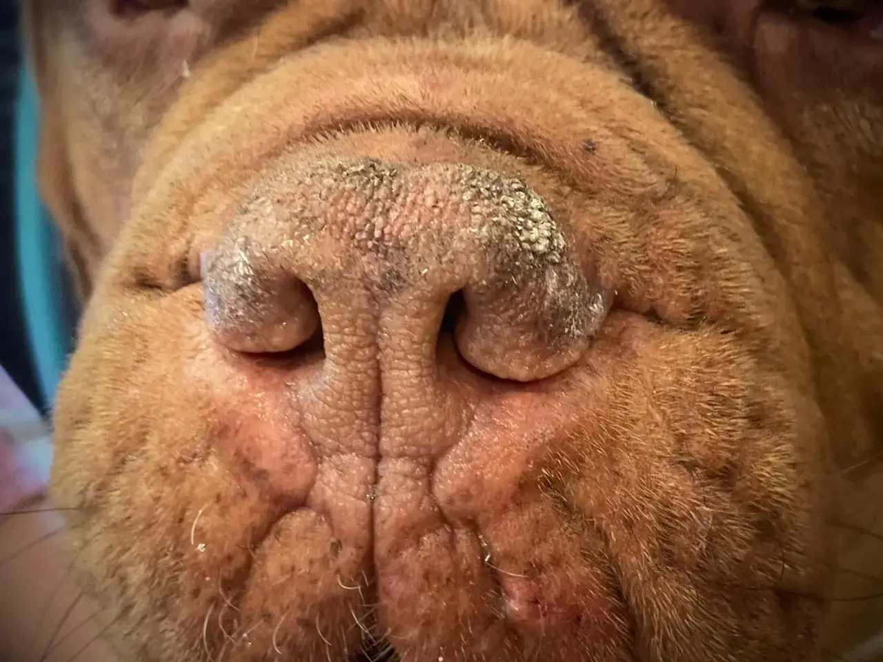 N&auml;rbild p&aring; en hunds nos. Hunden andas snabbt, dess rynkor och p&auml;ls syns tydligt.