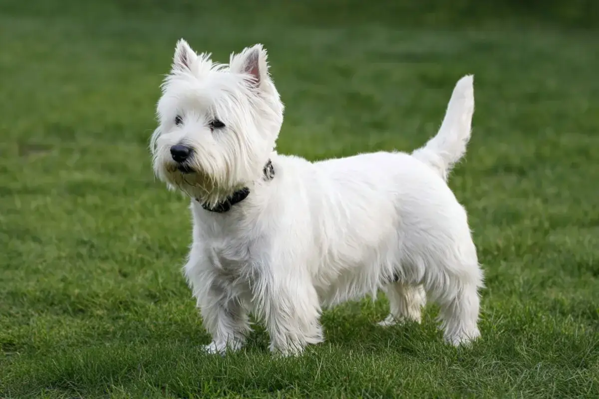 En st&aring;tlig west highland white terrier st&aring;r p&aring; en gr&ouml;n gr&auml;smatta, redo f&ouml;r &auml;ventyr.