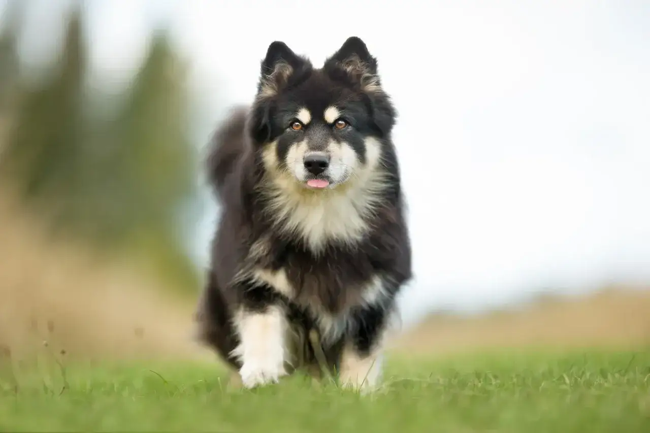 Svartvit finsk lapphund med tungan ute, springer p&aring; en gr&auml;smatta. En frisk hund som inte beh&ouml;ver oroa sig f&ouml;r sin finsk lapphund vikt.