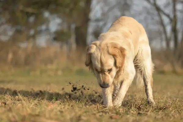 Golden retriever gräver i jorden, kanske letar efter något spännande. Bilder på mask hos hund kan vara svåra att hitta, men här ser vi en hund som aktivt undersöker marken.