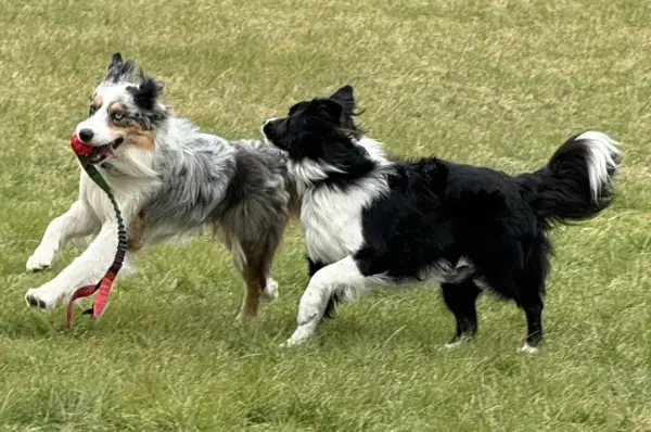 Två border collies leker glatt i gräset, en med en röd boll i munnen. Deras lekfulla energi visar verkligen border collie temperament.