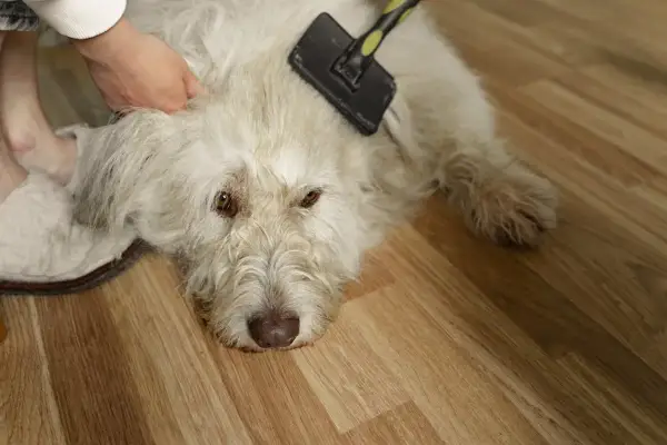 En person borstar en vit hund för att ta bort underull. Hunden ligger på ett trägolv.