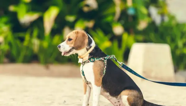 En beagle sitter på sanden med ett färgglatt hundkoppel på 3 meter.