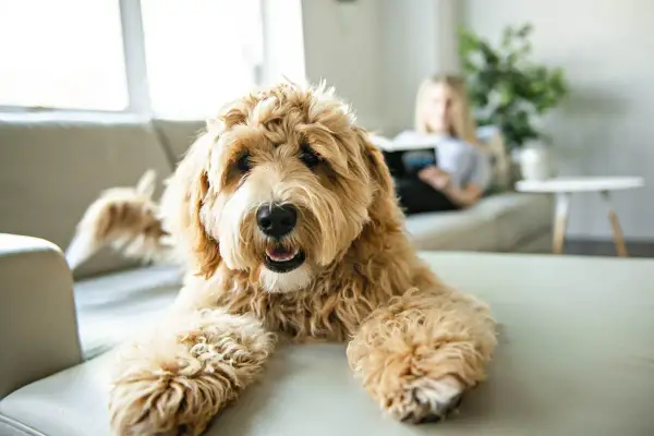 En fluffig labradoodle ligger på en soffa, redo att leka. Bakom syns en person som läser.