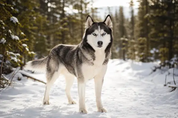 En ståtlig siberian husky med isblå ögon står i en snöig skog.