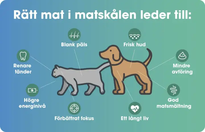 Hundens skin and coat blir blank och fin med rätt mat. Även frisk hud, god matsmältning och ett långt liv.