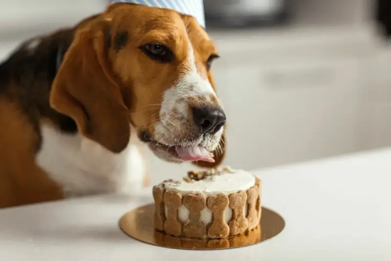 En beagle med partyhatt slickar på en tårta dekorerad med hundkex. Tårtan ser god ut, men var försiktig så att du inte ger hunden något som är hundkex giftig.